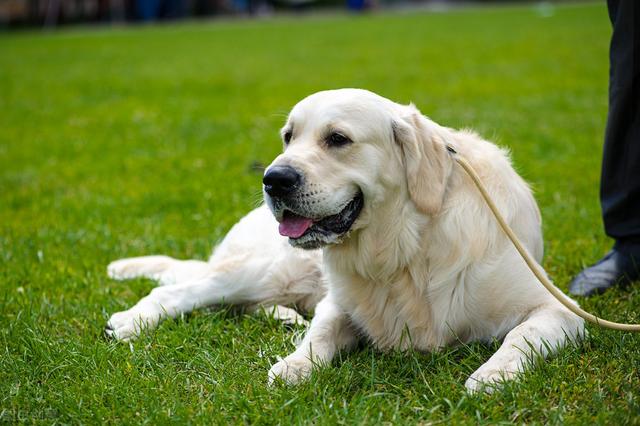 犬瘟热早期该怎么办(了解犬瘟热症状与治疗)(2)
