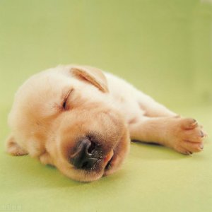 ​犬瘟热早期该怎么办（了解犬瘟热症状与治疗）