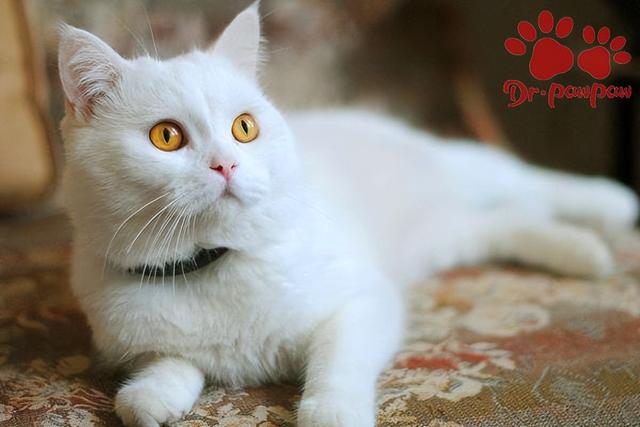 猫便秘怎么办小妙招(猫便秘的治疗方法)(2)