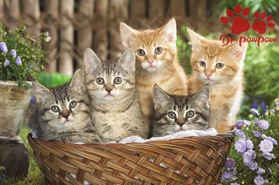​猫便秘怎么办小妙招（猫便秘的治疗方法）