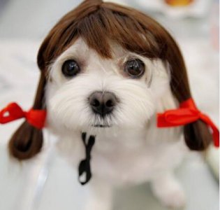 ​女生养什么狗比较好（女生养狗可以选择的六种狗狗）