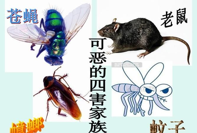 四害现在指的是什么四种能够传播