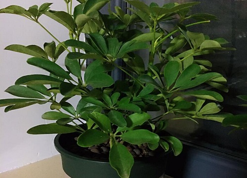 七叶莲室内养好吗(七叶莲风水大忌)(图1) 七叶莲室内养好吗(七叶莲风水大忌)(图1)