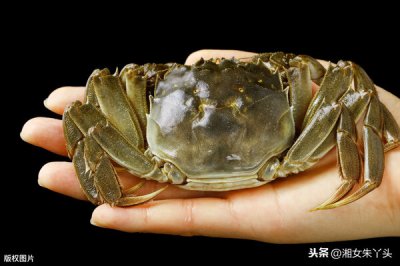 ​螃蟹吃什么食物好养活和长大（蟹吃啥长大）