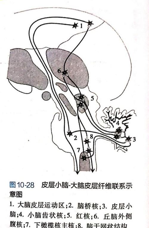 大脑皮层兴奋失眠