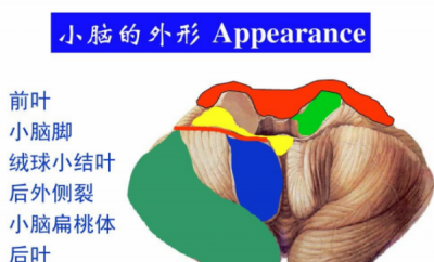​皮层小脑的主要功能是,小脑的主要功能是什么