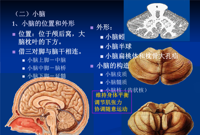 皮层小脑的主要功能是,小脑的主要功能是什么