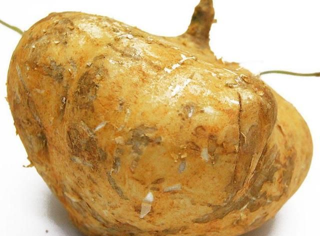 凉薯怎样储存能不烂,地瓜吃的是根还是茎?图3