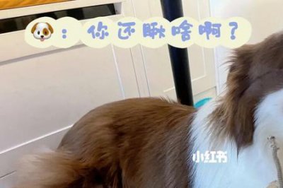 ​趾高气昂是什么动物