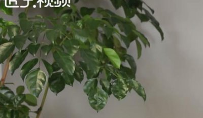 ​网络ssid是什么意思