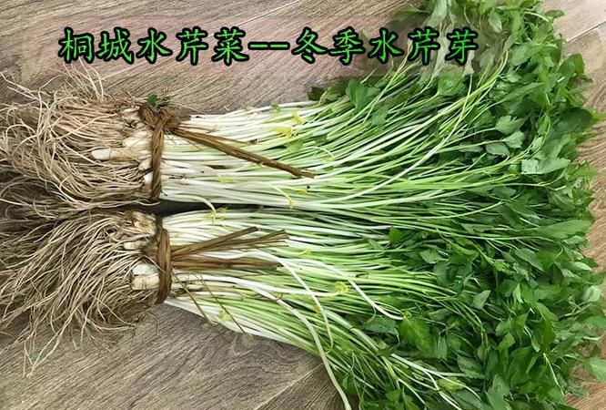 什么是水芹菜