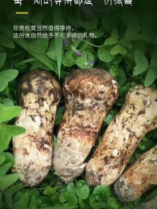 ​松茸菌的功效与作用及食用方法（松茸的功效和食用方法）