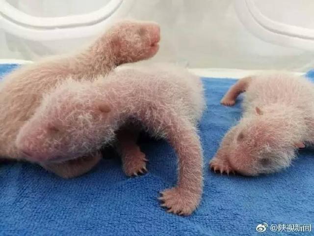 刚出生的大熊猫都是通体粉红色(陕西刚出生的大熊猫幼仔长这样)(3)
