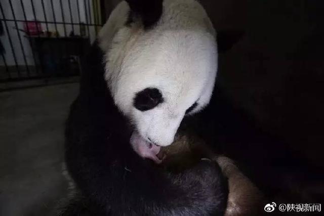 刚出生的大熊猫都是通体粉红色(陕西刚出生的大熊猫幼仔长这样)(2)