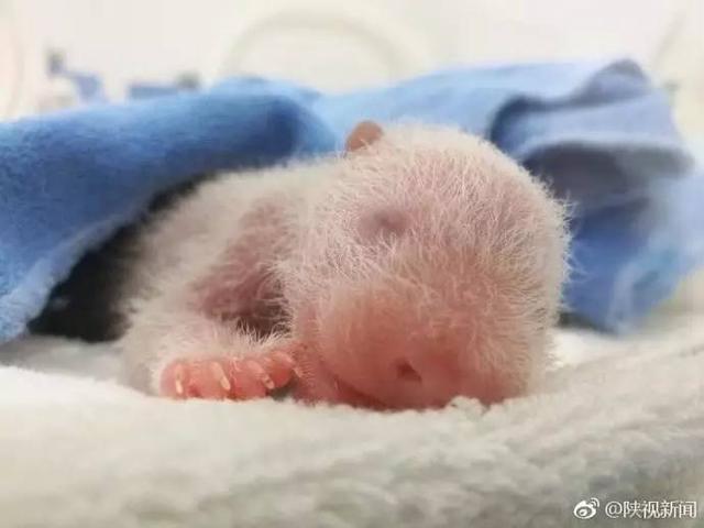 刚出生的大熊猫都是通体粉红色(陕西刚出生的大熊猫幼仔长这样)(1)