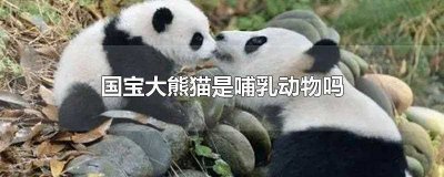 ​国宝大熊猫是哺乳动物吗(国宝大熊猫是哺乳动物吗为什么)