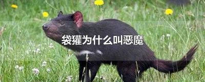 ​袋獾为什么叫恶魔(袋獾为什么俗称塔斯马尼亚恶魔)