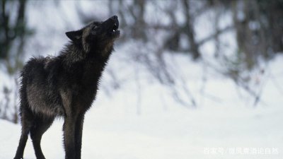 ​狗嚎叫像狼一样说明什么（狗像狼一样嚎叫是什么意思）
