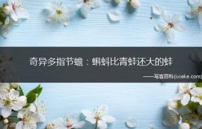 ​奇异多指节蟾：蝌蚪比青蛙还大的蛙