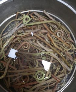​蕨菜泡了两天还能吃吗，蕨菜泡后可以放冰箱第二天吃吗？