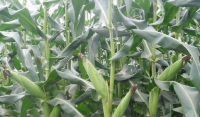 ​黄淮地区夏玉米什么时候种植,玉米什么时候种植最好