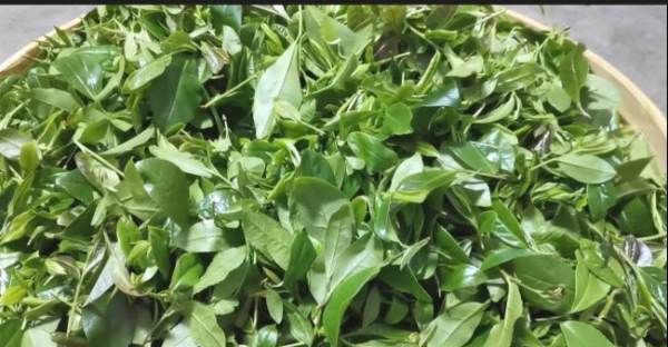 炒茶叶怎么炒,炒仔茶的功效是什么图2