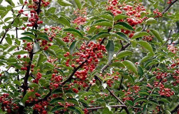 鲜花椒怎么晒干不变色,花椒什么时间可以采摘图4