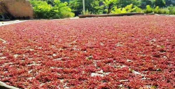 鲜花椒怎么晒干不变色,花椒什么时间可以采摘图9