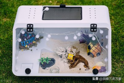 ​寄居蟹怎么养才能养好（寄居蟹怎么养有哪些饲养要求）