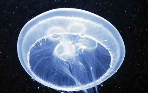 水母能吃吗怎么吃法：水母能吃