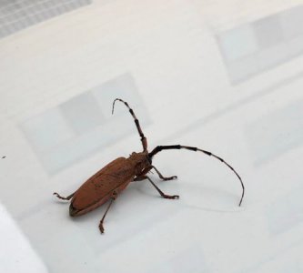 ​黄色的天牛有毒,这种昆虫是什么样子能发个图片给我们看看吗