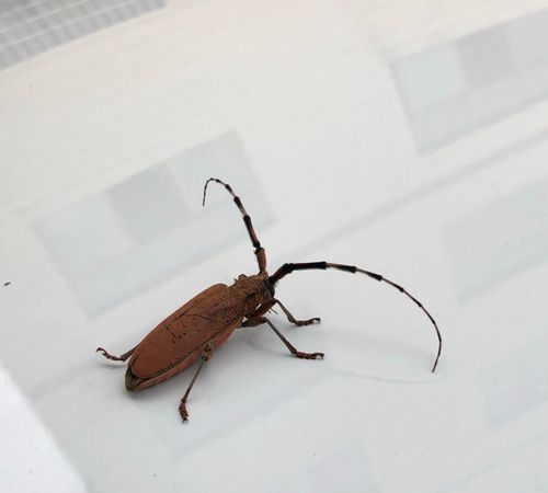 这种昆虫是什么样子能发个图片给我们看看吗