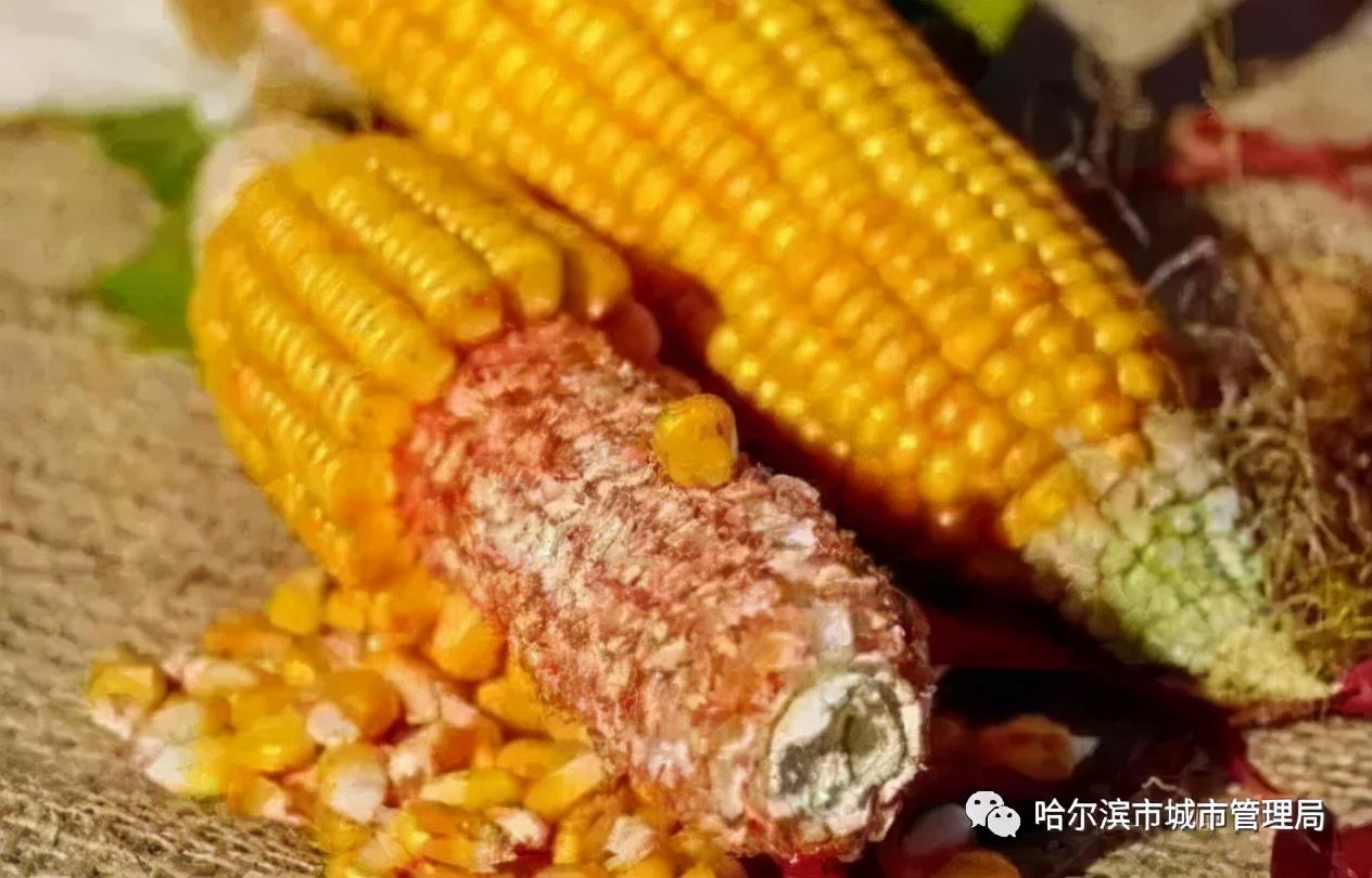 玉米棒属不属于厨余垃圾(玉米棒属于什么垃圾)(图3) 玉米棒属不属于厨余垃圾(玉米棒属于什么垃圾)(图3)