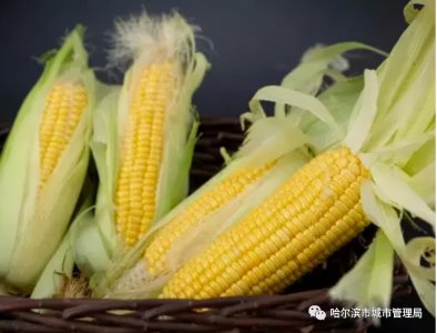 ​玉米棒属不属于厨余垃圾（玉米棒属于什么垃圾）