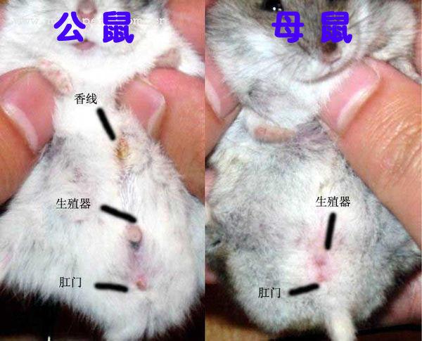 怎么分辨公母仓鼠性别(仓鼠如何分辨公母)(图3) 怎么分辨公母仓鼠性别(仓鼠如何分辨公母)(图3)