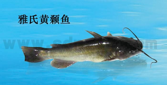 黄颡鱼有哪些营养价值