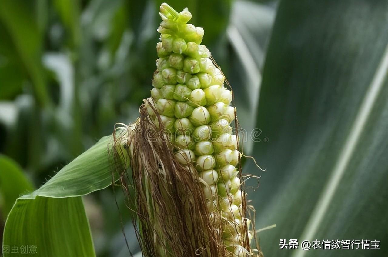 粮食期货今日价格行情(最新玉米价格行情走势图)
