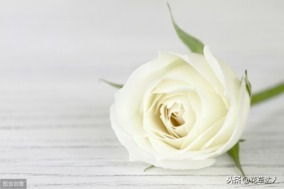 ​11朵白玫瑰代表什么意思(白玫瑰花语大全)