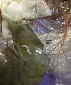 ​虾煮多久杀死寄生虫,龙虾烧多久能杀死寄生虫