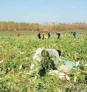 ​200亩萝卜被拔光竟都是因为菜农不经心的一句话引发众人拔萝卜？
