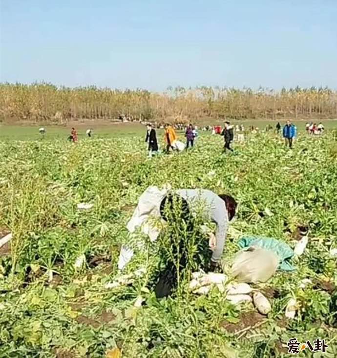 200亩萝卜被拔光