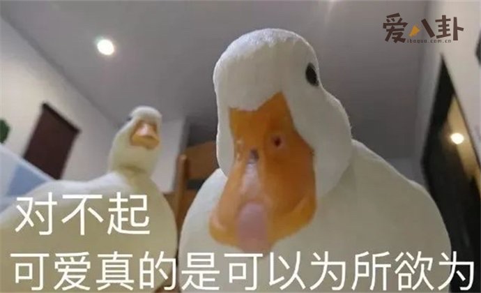 柯尔鸭为什么那么贵