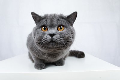 ​蓝猫吃什么能长胖又发腮（新手养蓝猫注意事项）