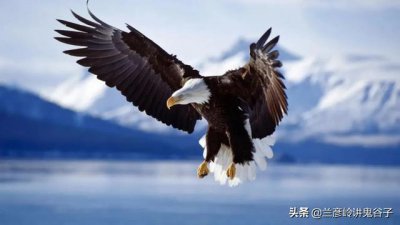 ​鹰一生经历过几个阶段（鹰的血肉蜕变与重生）