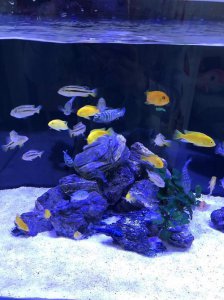 ​三湖慈鲷必养品种（三湖慈鲷杂鲷浅谈）