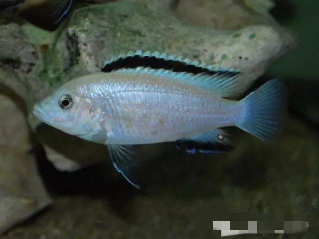 三湖慈鲷必养品种(三湖慈鲷杂鲷浅谈)(4)