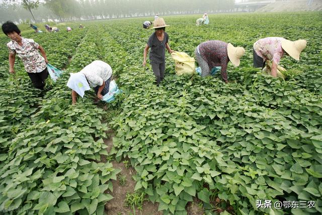 官方通报老人要土地承包费被嘲笑(农村老人索要土地流转费被众人嘲笑)(1)