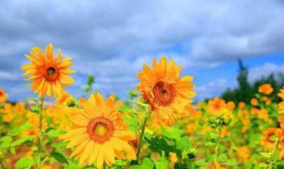 ​花的寓意积极向上,预示着人要阳光积极向上的花有什么?