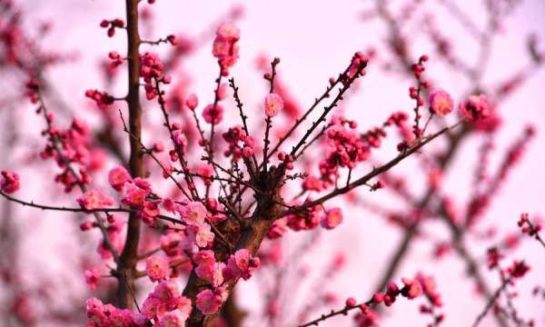 花的寓意积极向上,预示着人要阳光积极向上的花有什么?图3