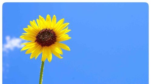 什么花代表活泼,热情,乐观?